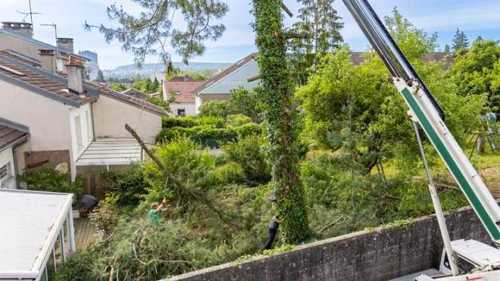 Abattage d'un pin dans un jardin de Nancy, avec la nacelle