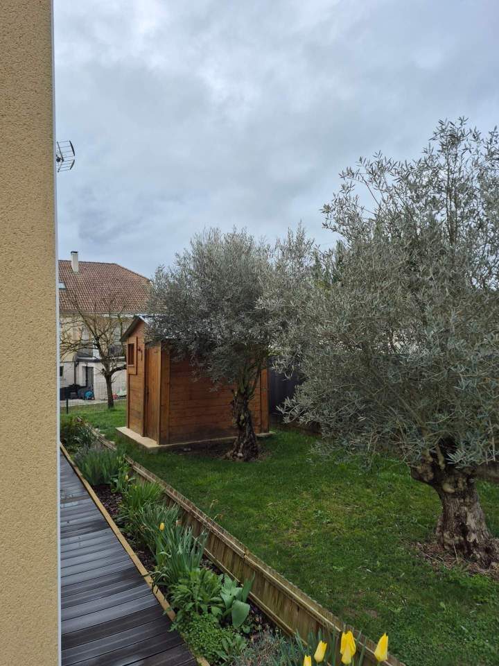 Les deux oliviers avant la taille